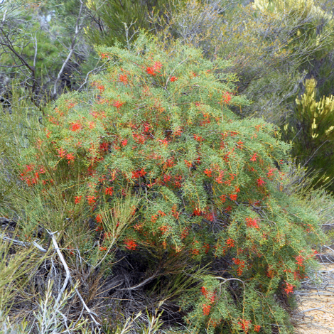 Grevillea dilesiana whole