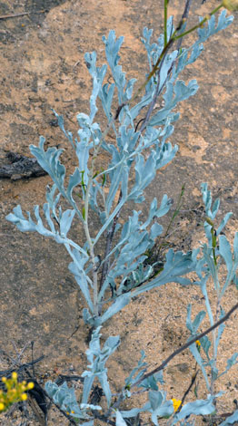 Grevillea eryngioides leaves