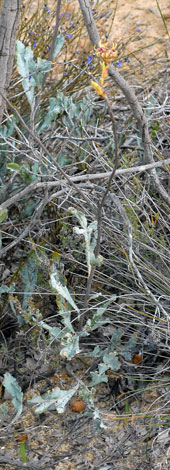 Grevillea eryngioides  whole