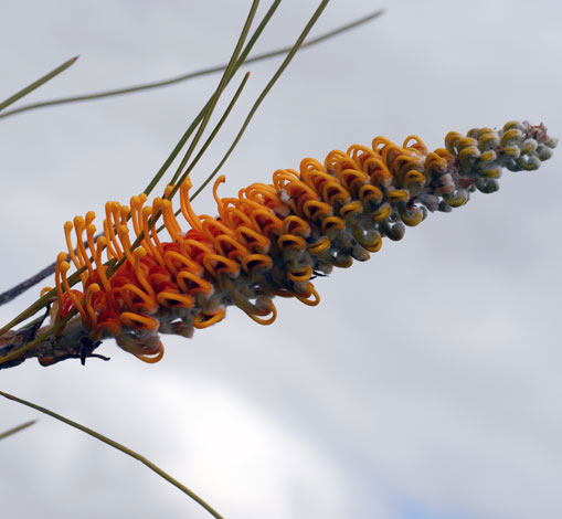 Grevillea excelsior