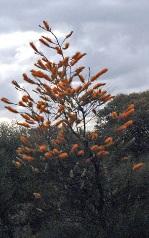 Grevillea excelsior