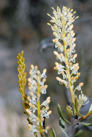 Grevillea integifolia close