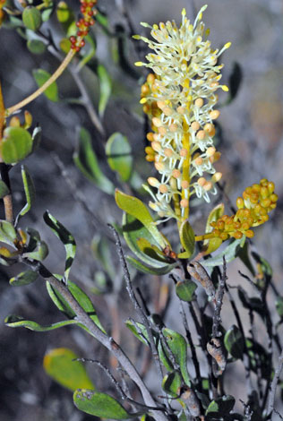 Grevillea integifolia whole