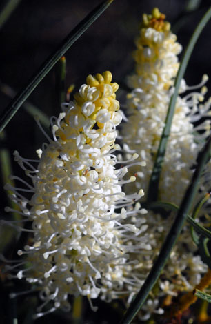 Grevillea leucoclada close