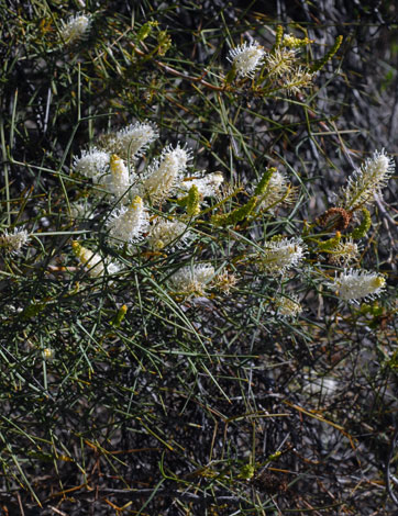 Grevillea leucoclada whole