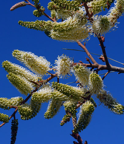 Grevillea leucopteris