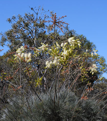 Grevillea leucopteris whole