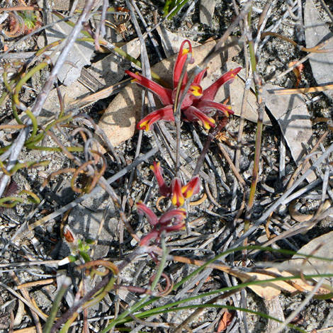 Grevillea nudiflora whole