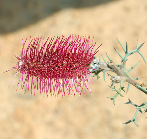 Grevillea paradoxa