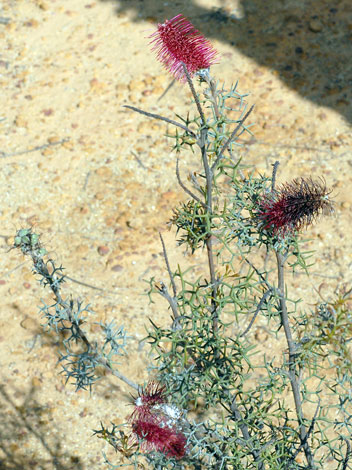Grevillea paradoxa whole
