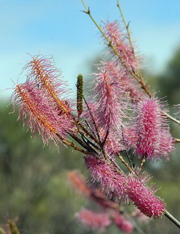 Grevillea petrohiloides close