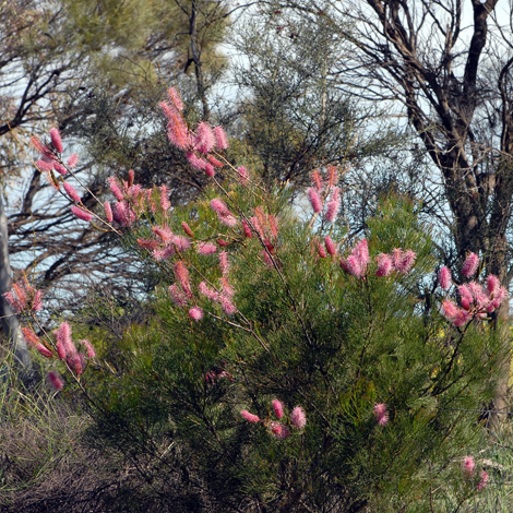 Grevillea petrohiloides whole