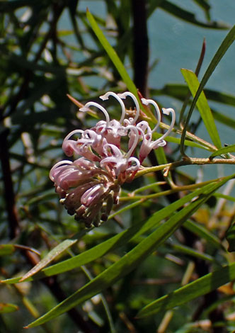 Grevillea sericea close