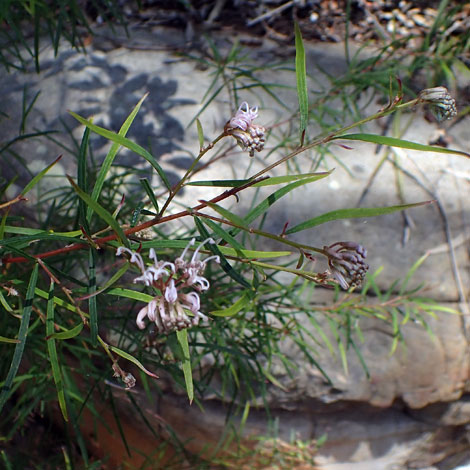 Grevillea sericea whole