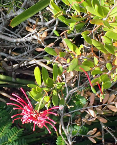 Grevillea speciosa close