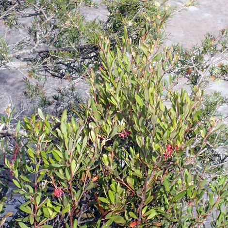 Grevillea speciosa whole