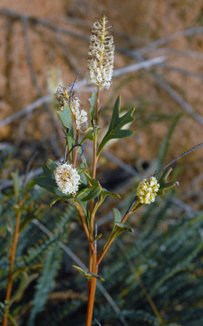 Grevillea synaphaea whole