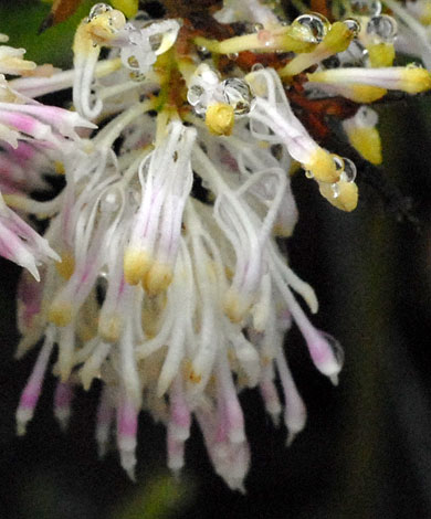 Grevillea tenuiflora close