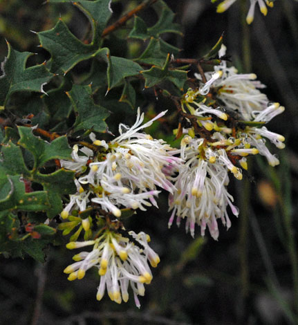 Grevillea tenuiflora whole