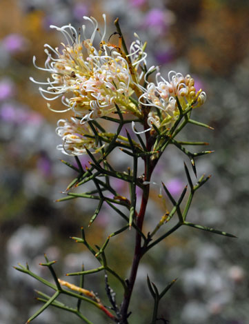 Grevillea teretifolia close