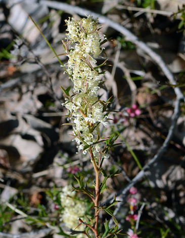 Grevillea trifida Close