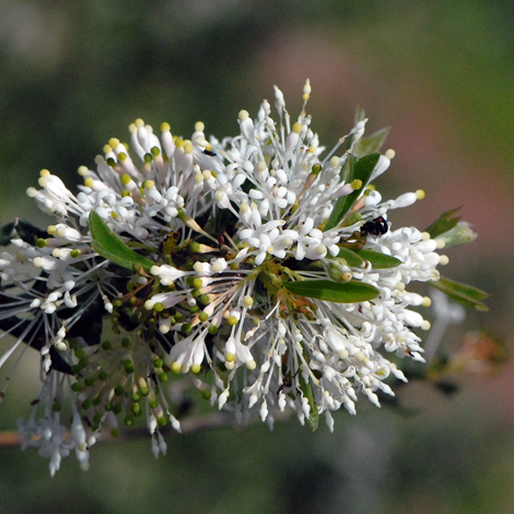 Grevillea vestita close