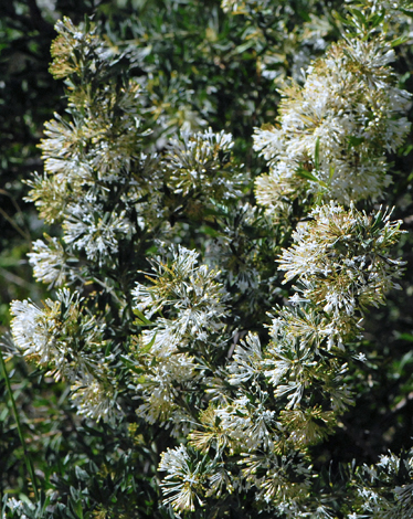 Grevillea vestita whole