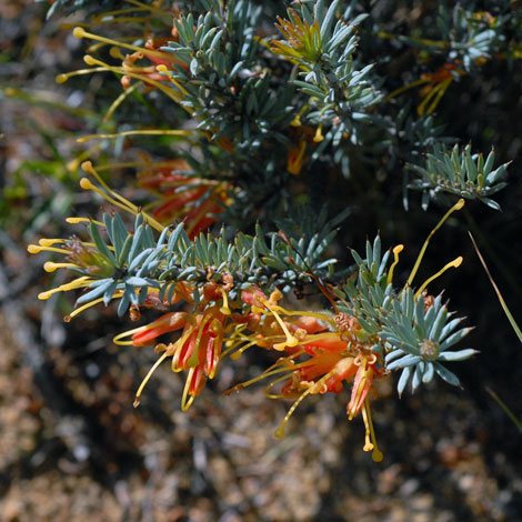 Grevillea yorkrakinensis close