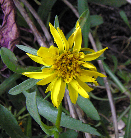 Grindelia stricta