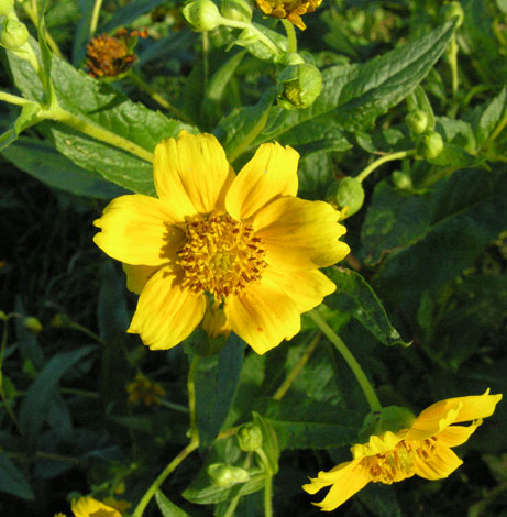 Guizotia abyssinica flower