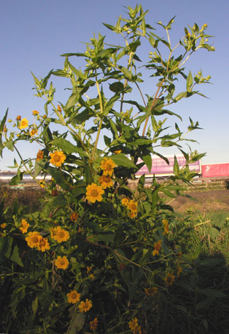 Guizotia abyssinica