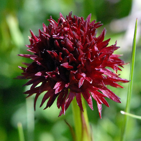Gymnadenia (Nigritella) nigra