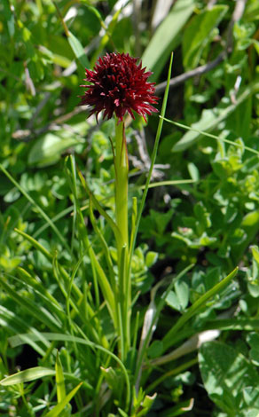 Gymnadenia (Nigritella) nigra