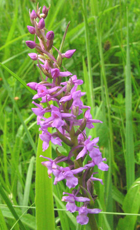 Gymnadenia borealis Durham