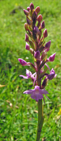 Gymnadenia conopsea ssp conopsea