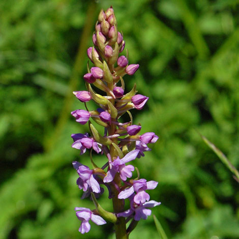 Gymnadenia conopsea close