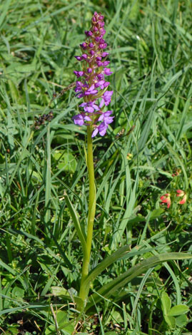 Gymnadenia conopsea whole