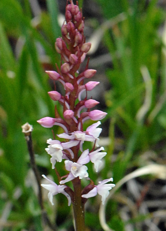 Gymnadenia odoratissima close