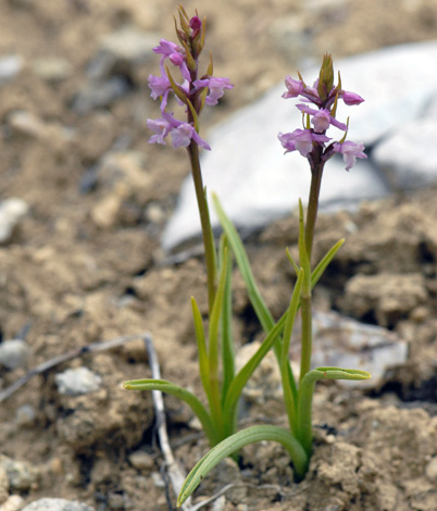 Gymnadenia odoratissima whole