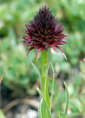 Gymnadenia rhellicani close