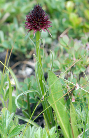 Gymnadenia rhellicani whole