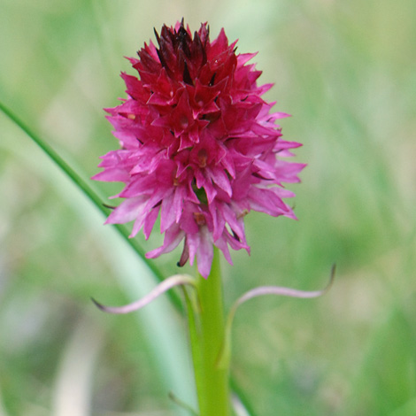 Gymnadenia rubra close
