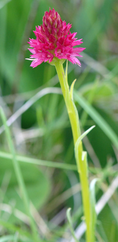 Gymnadenia rubra whole