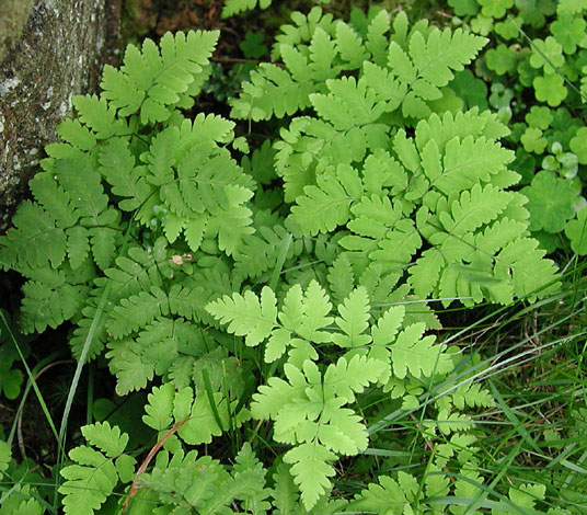 Gymnocarpium dryopteris