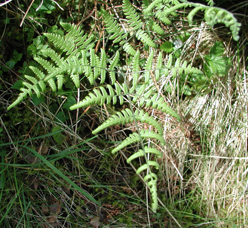 Gymnocarpium robertianum