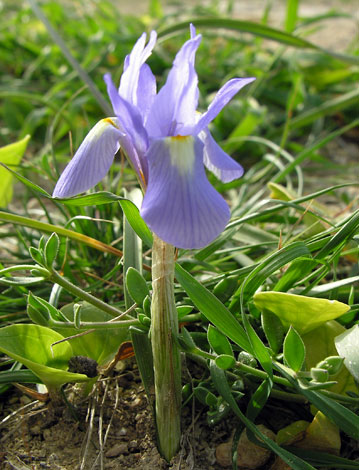 Gynandriris sisyrinchium whole