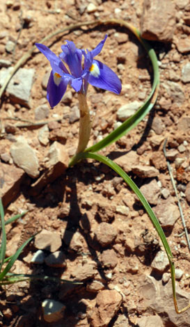 Gynandriris sisyrinchium whole