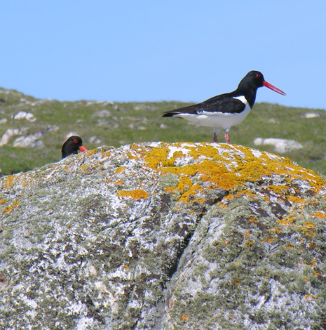 Haematopus ostralegus