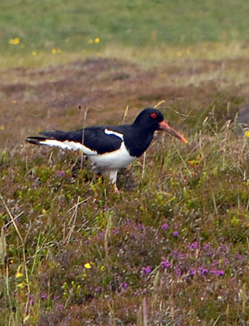 Haematopus ostralegus side