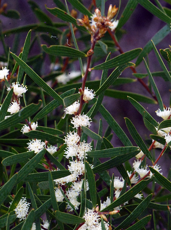 Hakea ambigua close